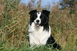 BORDER COLLIE 1366